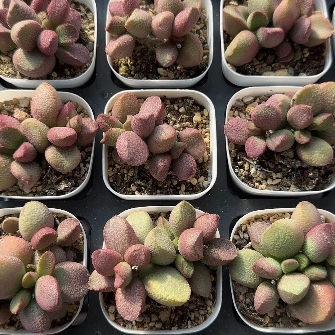 赛猪肝量拍多肉植物