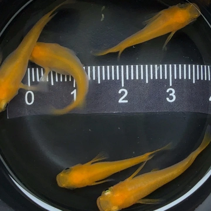 青鳉鱼短体初恋33号