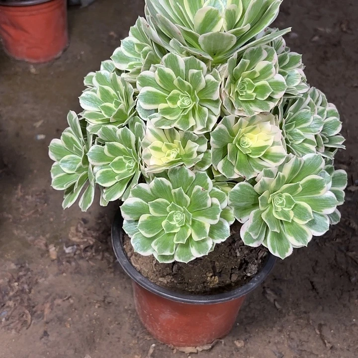 多肉植物法师迈巴赫3