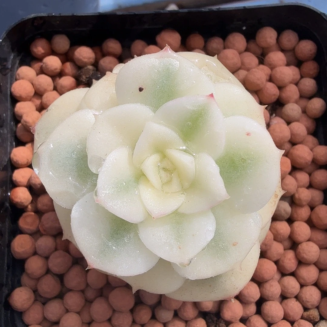 厚叶尼克沙娜宽腹轮锦，多肉植物