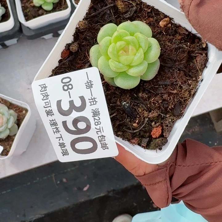 优选珍妮多肉无盆土发货多肉