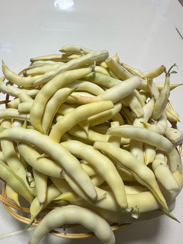 东北小园勾豆角现摘现发顺丰包邮