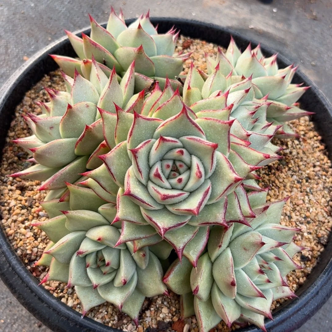 多肉一物一拍0118-白富美