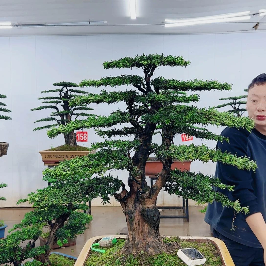无花朵日****厂盆景制作过程非常