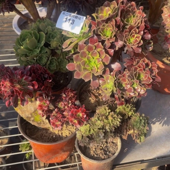 113，缀化4颗包邮瑕疵