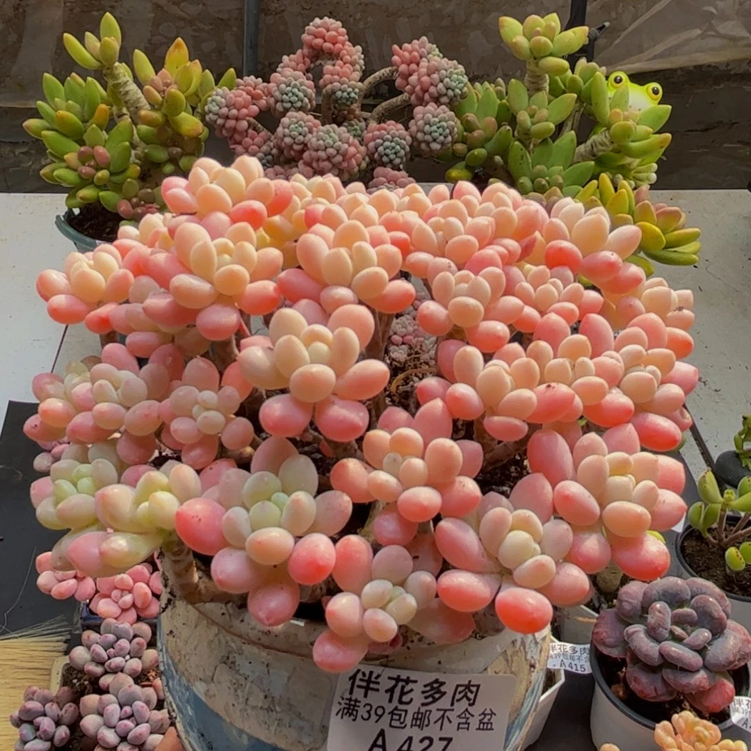 427鱼子酱13cm多肉植物