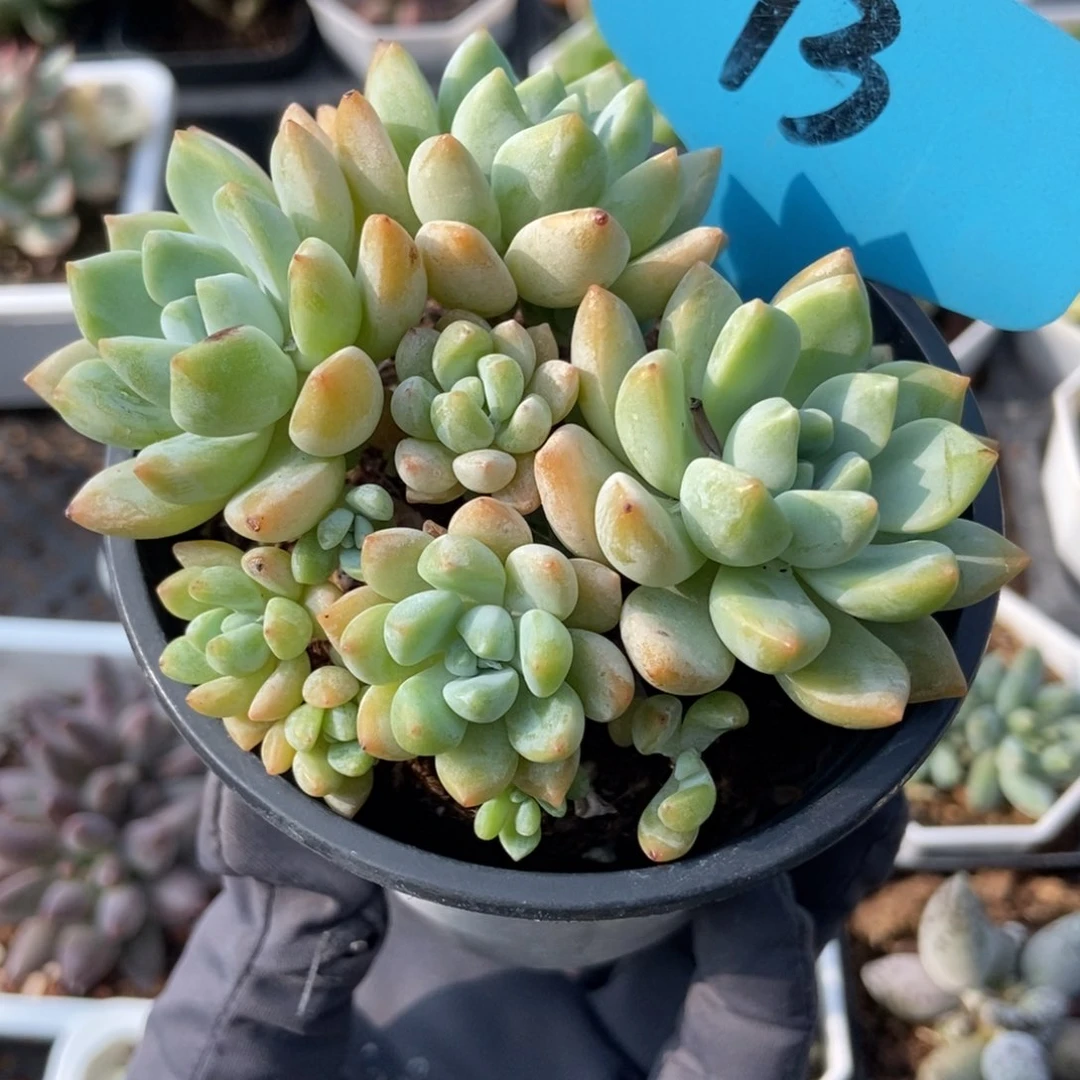 13忘舒多肉植物保护研究所