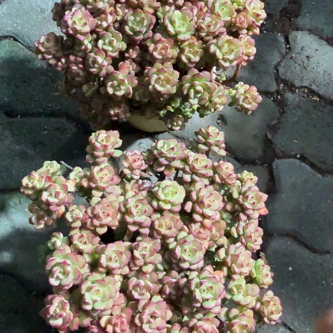 大号探戈多肉植物