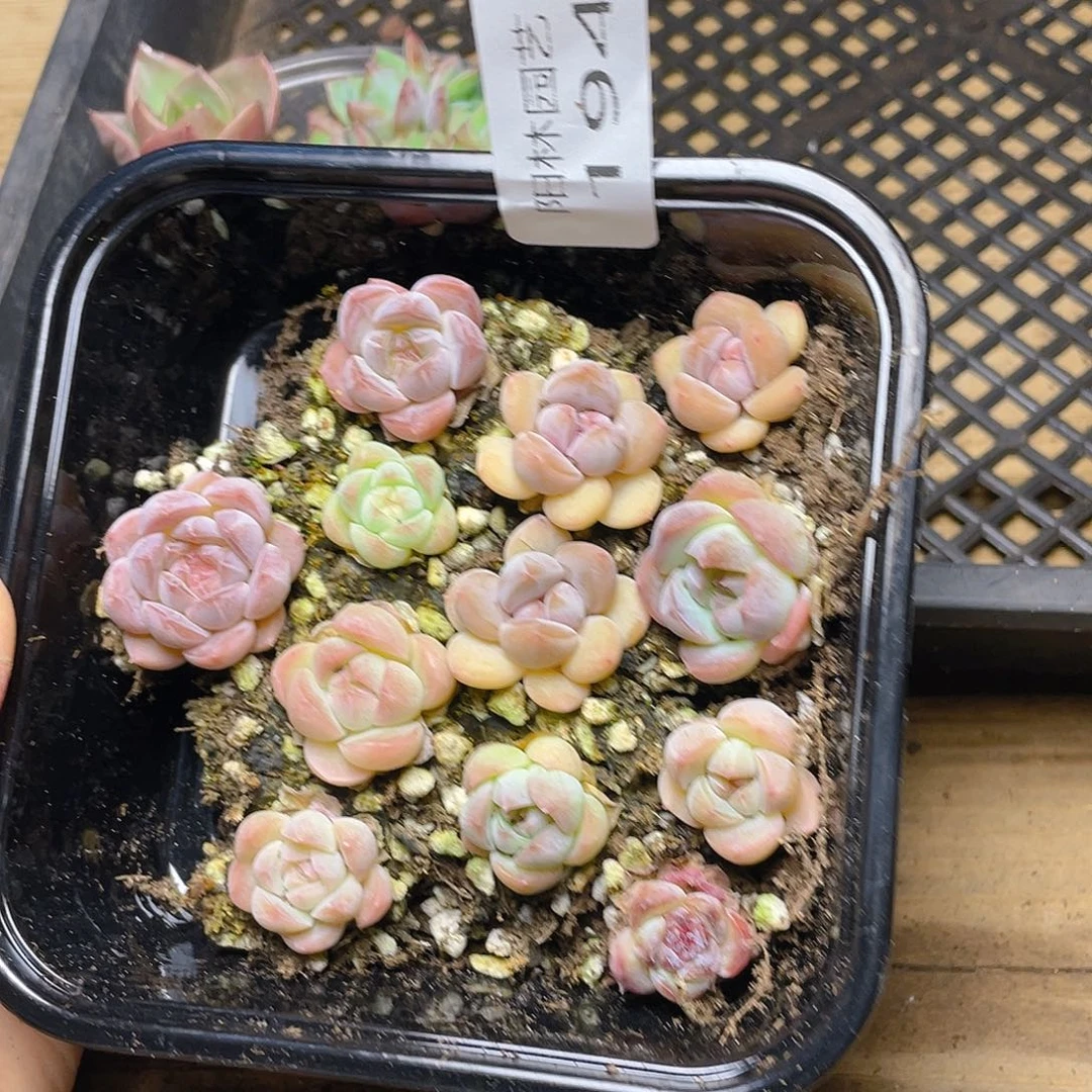 多肉植物多肉植物194