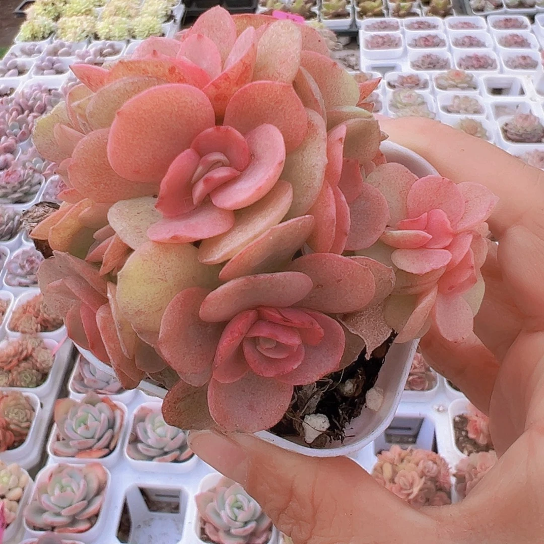 秀妍群19包邮多肉植物
