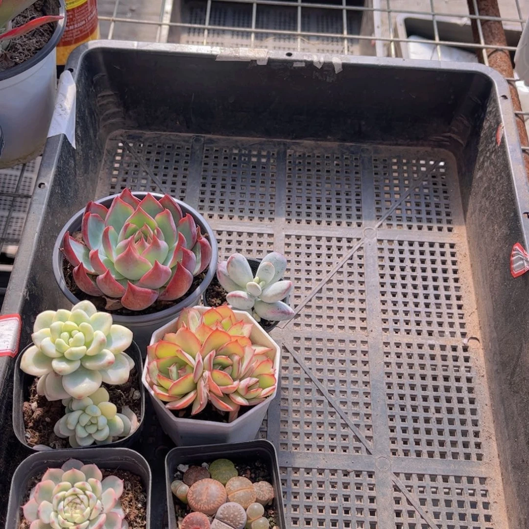 多肉905多肉植物，