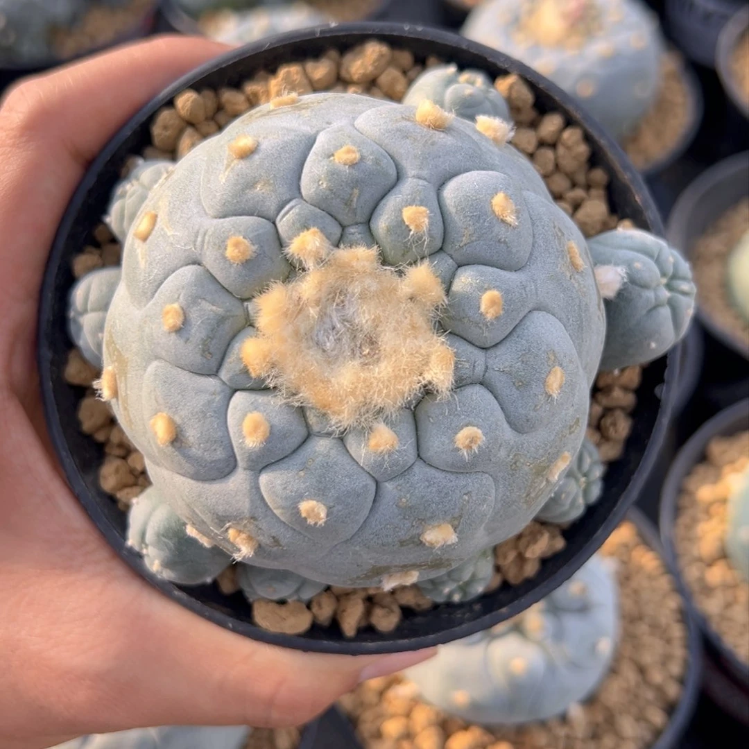 实生带盆H5hvhwhshsj