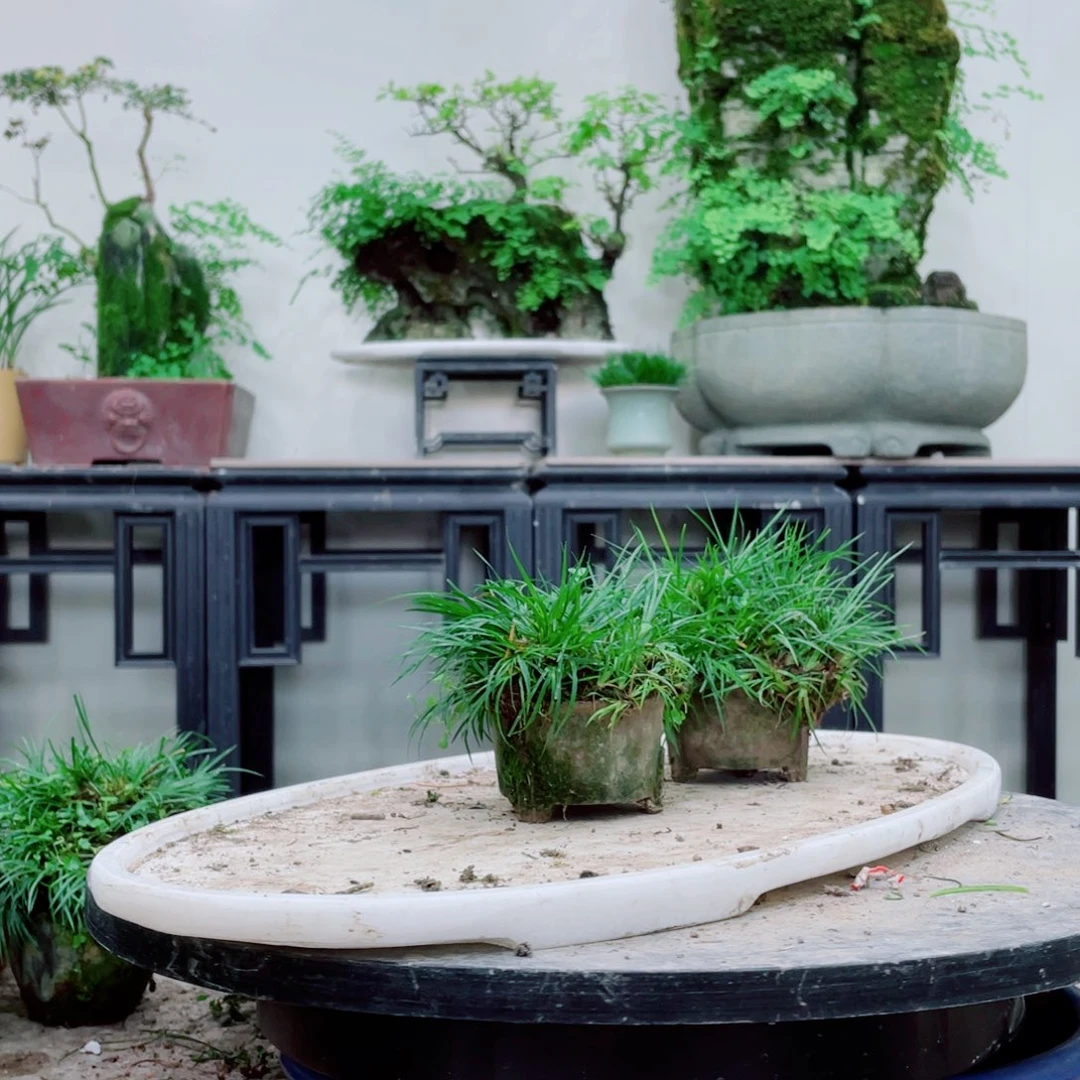 无铅玻璃铁*铁线蕨铁线蕨铁线蕨