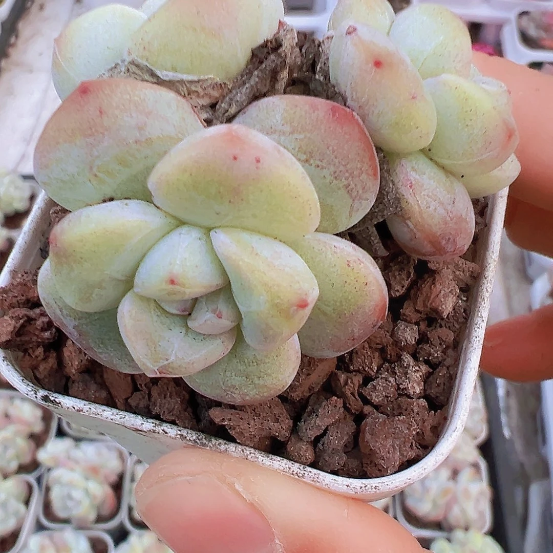 精品冰玉群19包邮多肉植物