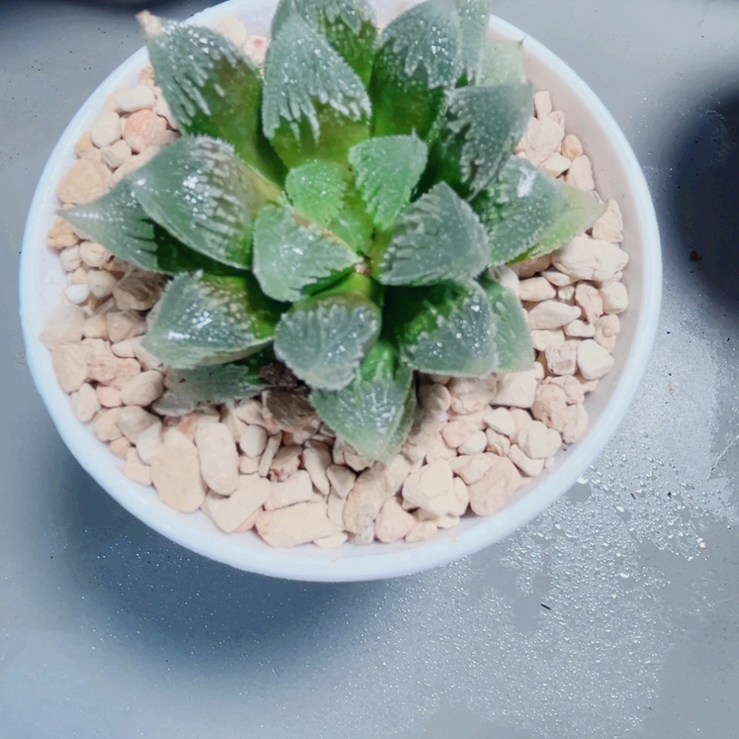 娜***5白帝城多肉植物6666