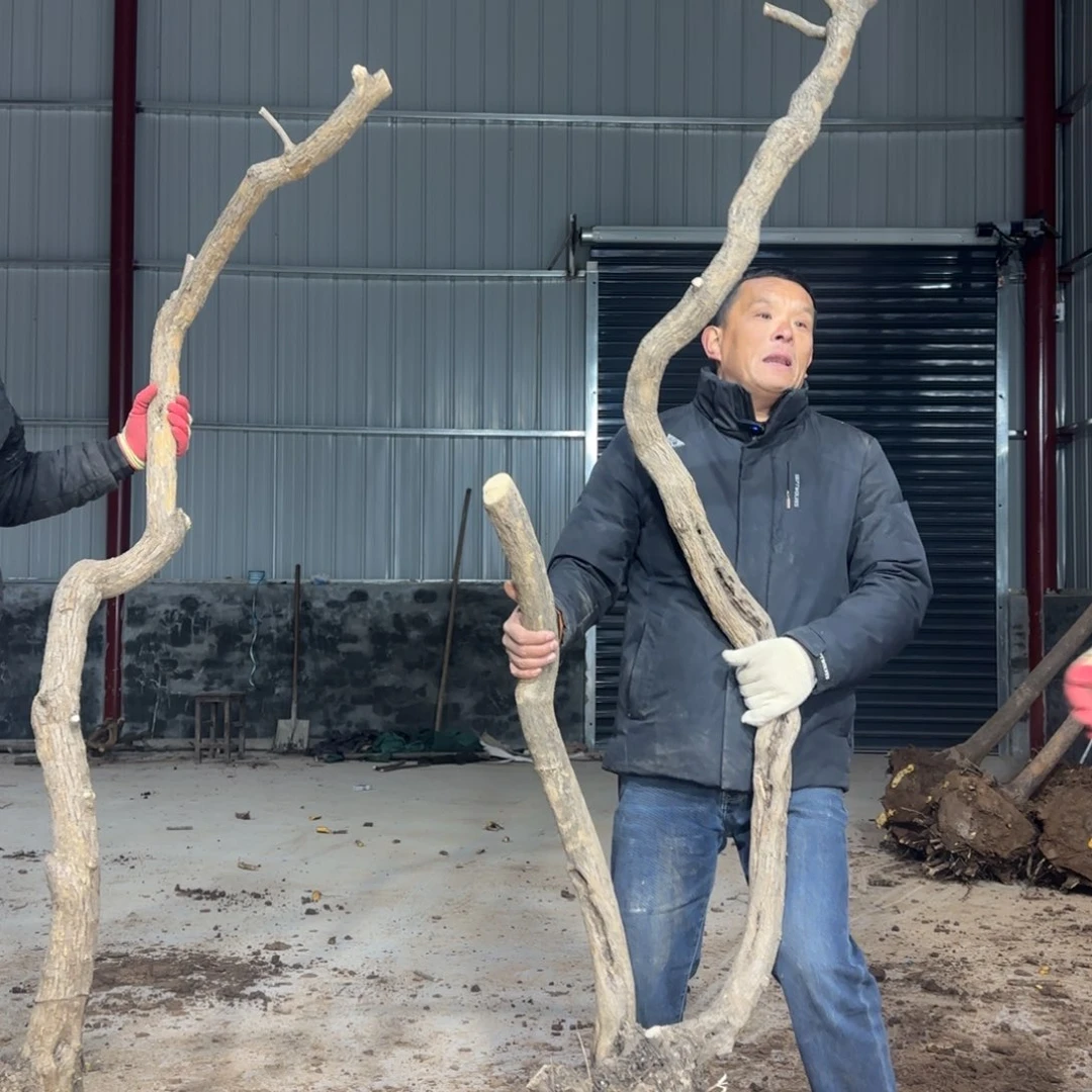 南***风无花朵果盆111111