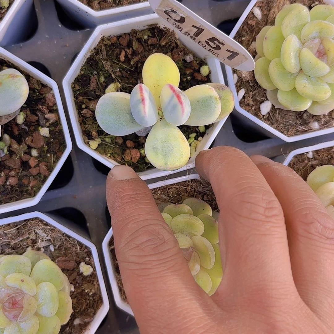 D151副娘锦yi eu yi pai