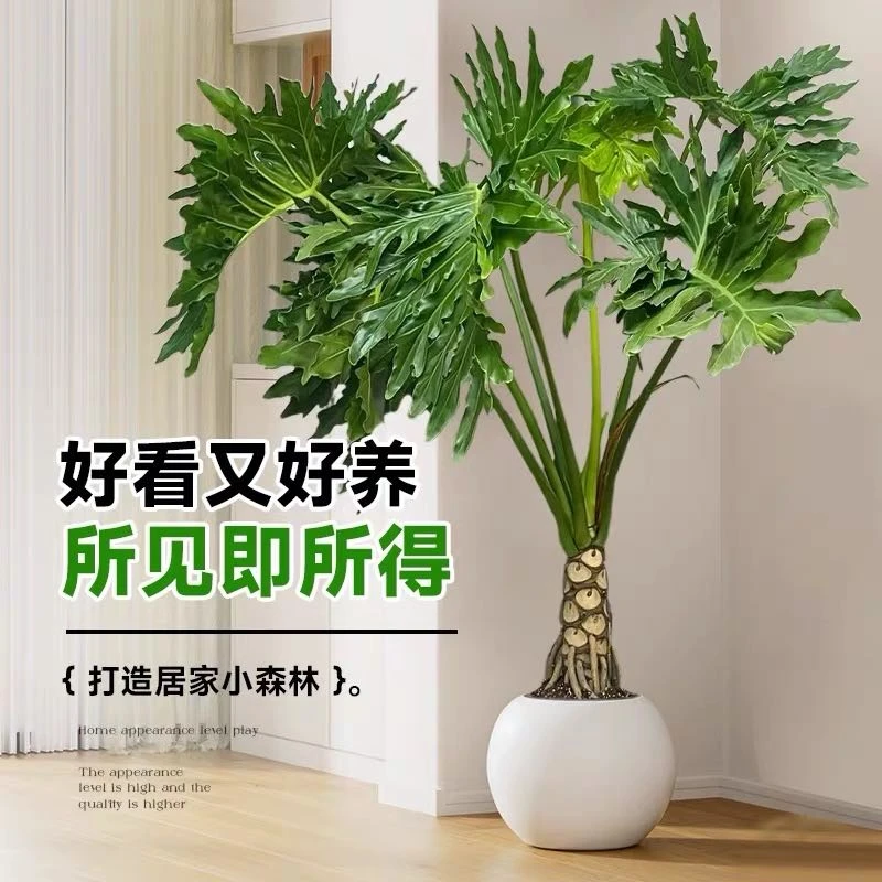 【新疆包邮，乌市直发】苗子卖客厅盆栽龙鳞春羽