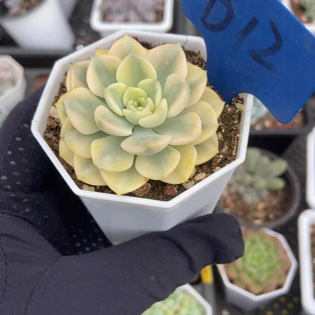 12布偶锦多肉植物保护