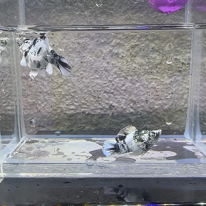 黑玛丽鱼水墨玛丽。98号