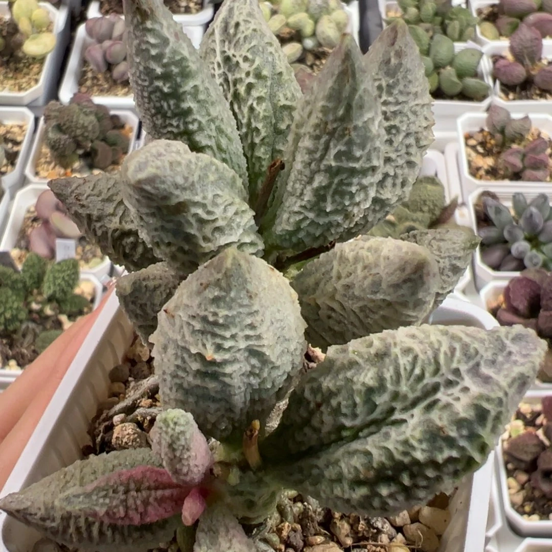 融化纹冰激凌多头纯木质桩多肉植物