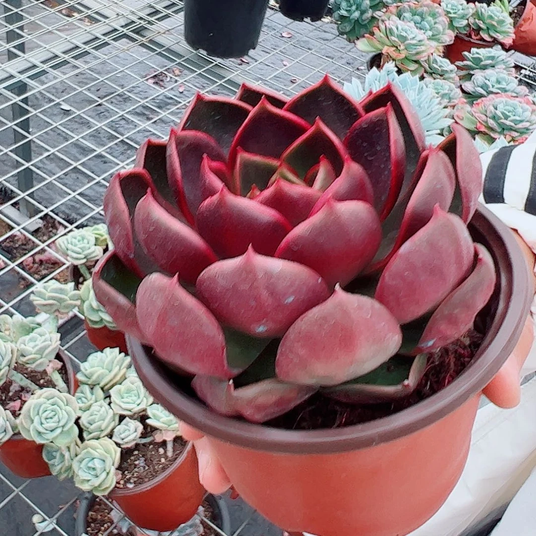 红灯大单头精控精养