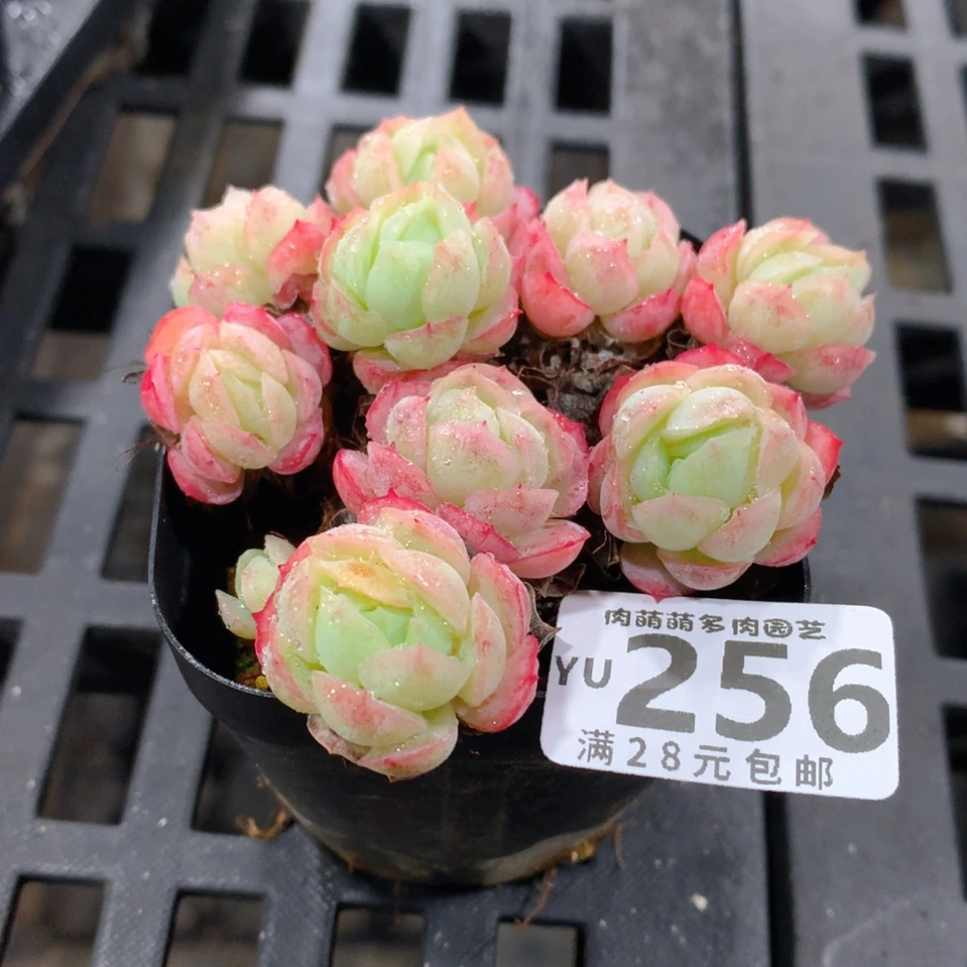 肉萌萌拇指盆精控多肉YU256