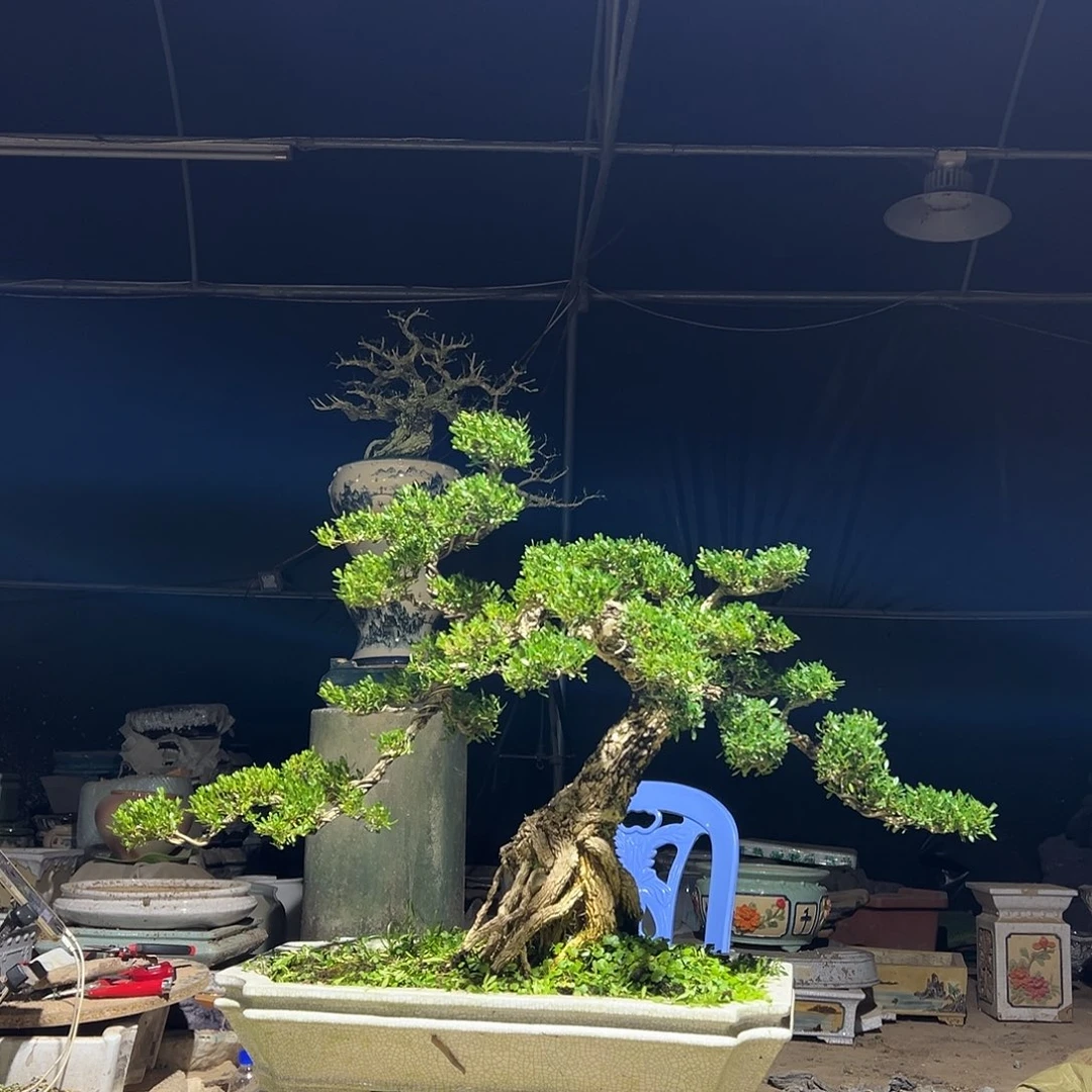 无花朵广东雀雀舌黄杨盆景