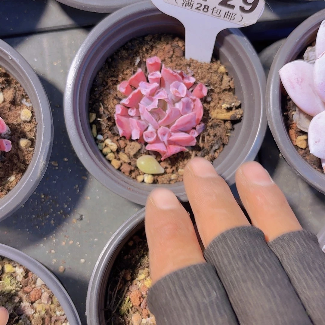 A729猪鼻子一物一拍