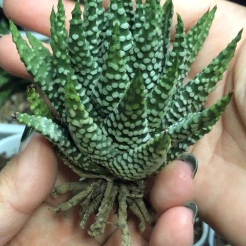 白瓷泪珠硬叶哈哈哈哈哈