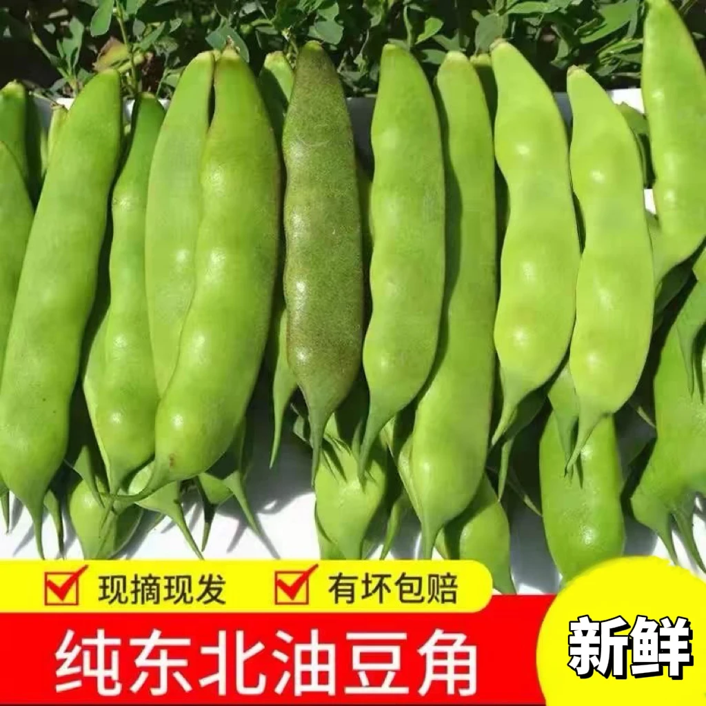 【姊妹食品网店】东北油豆角九月青豆角新鲜菜开锅烂现摘现发