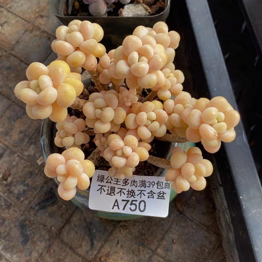 鱼子酱750/8cm多肉