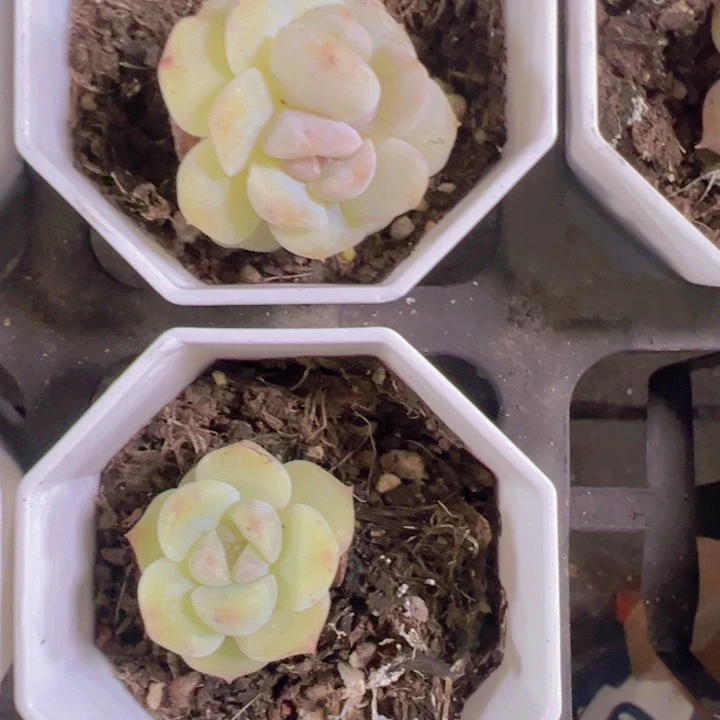 冰玉石化多肉植物大战