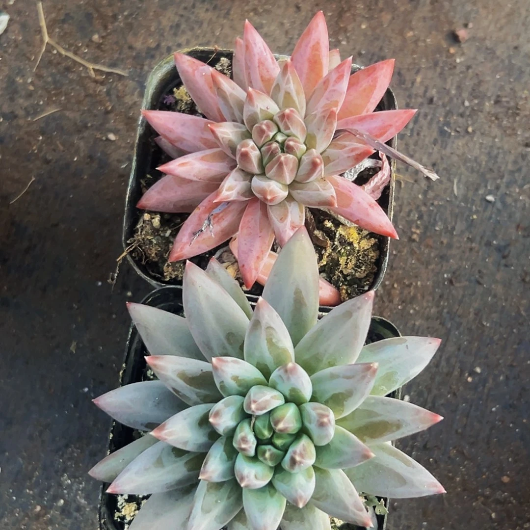 桔云多肉美人精品系列