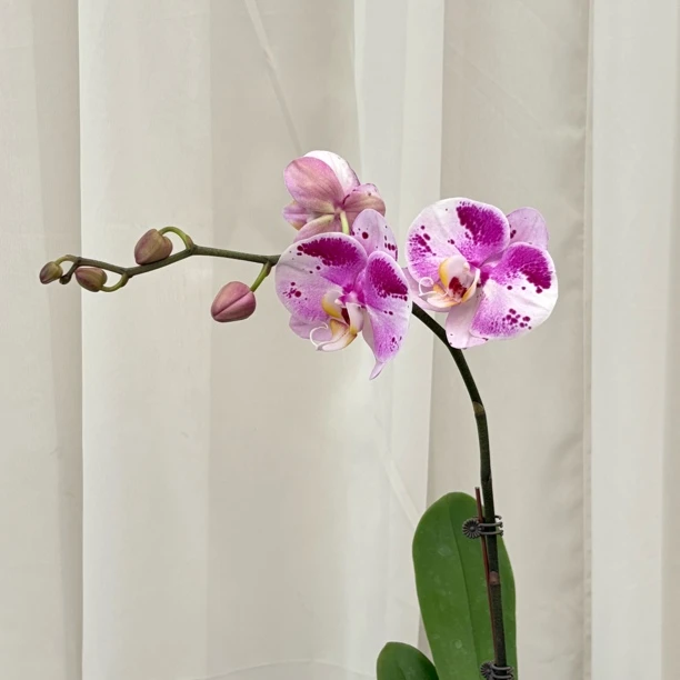 【功夫熊猫】开花株古灵精怪的熊猫脸新疆蝴蝶兰基地直发德文