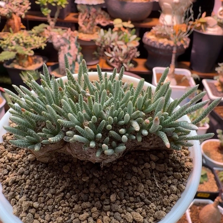 六***线韧锦233 仙人掌仙人掌