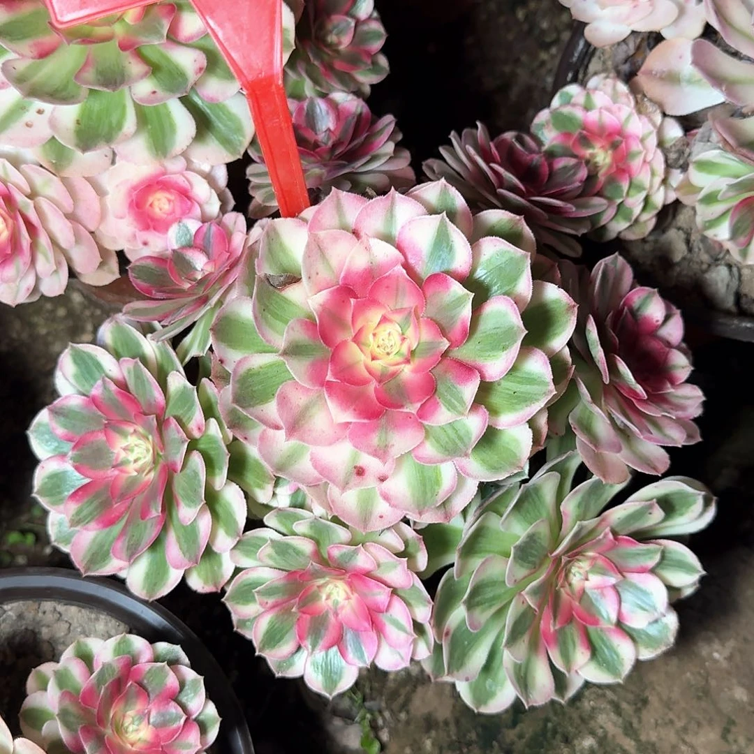 4-831倾城多肉法师