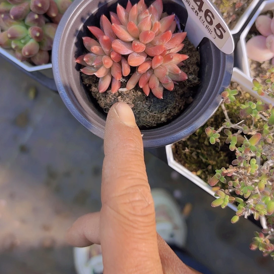 B465不知名一物一拍