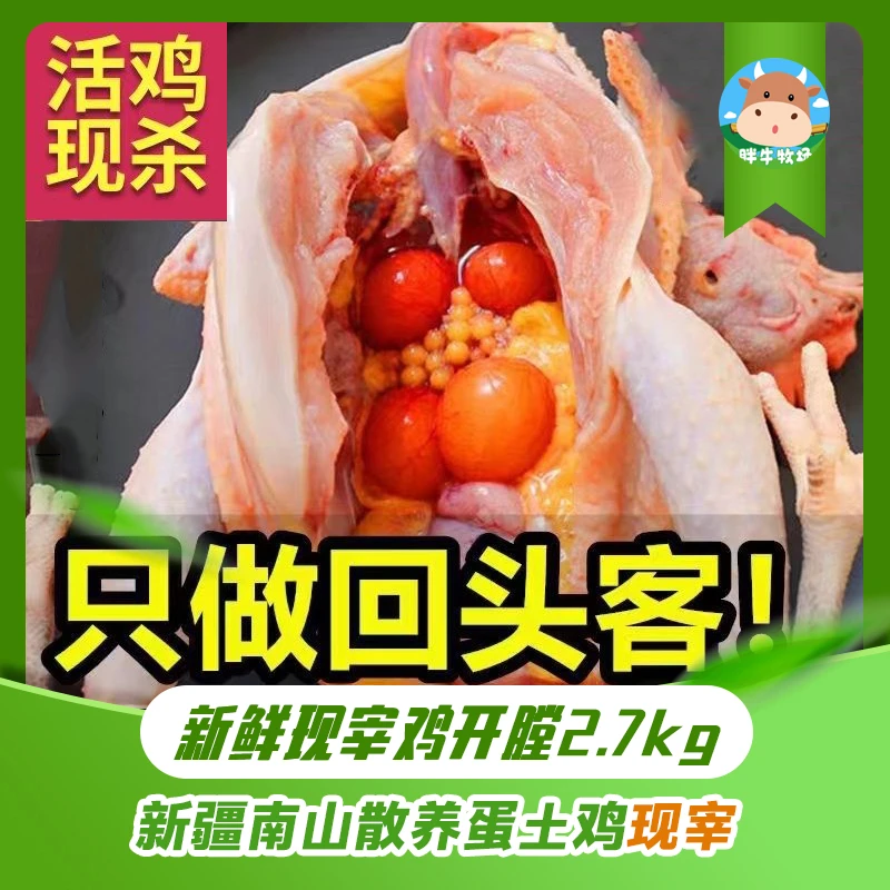 新疆本地南山草莓沟散养2年老母鸡 买2只送1只新鲜蛋土鸡活鸡现宰