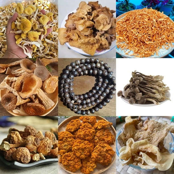 【B莎莎收山货】2号菇40g起