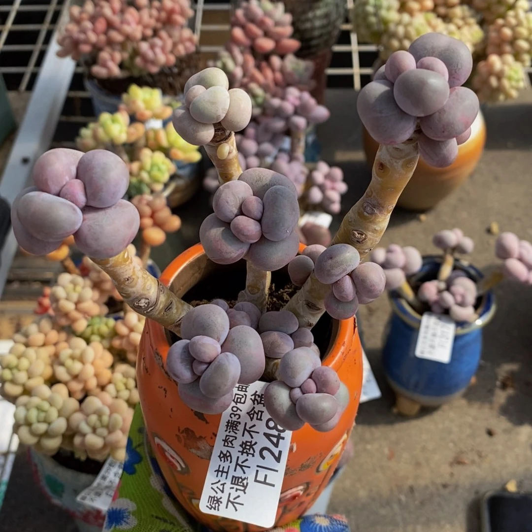 芭比奶酪248/10c m