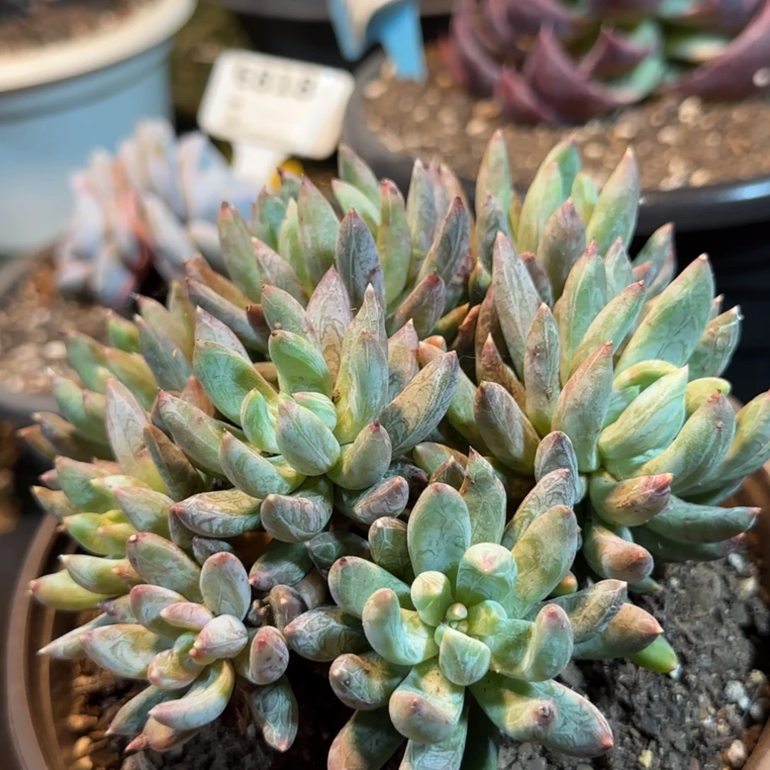 炫彩星一物一拍包装收缩花旱