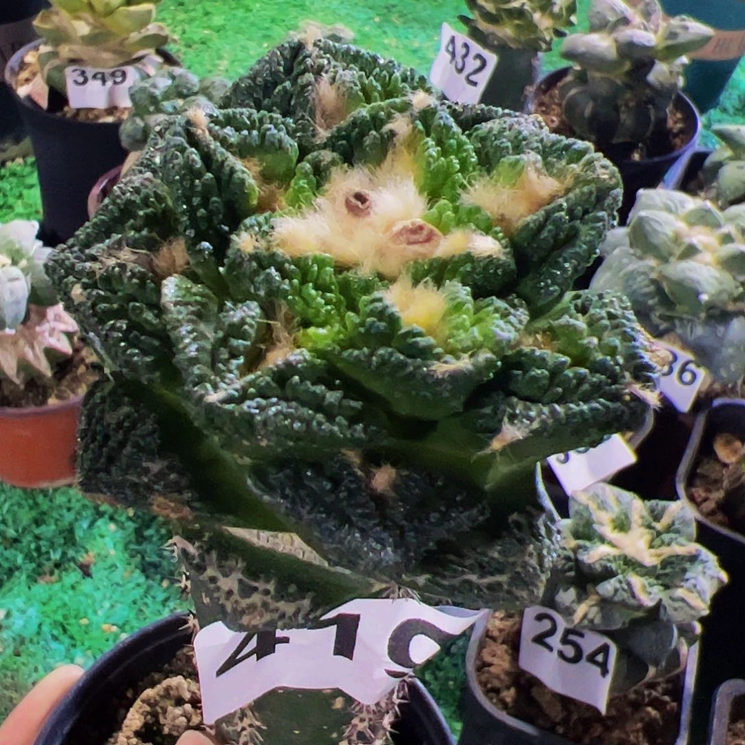 无花朵福利隔尤辛顿牡丹419