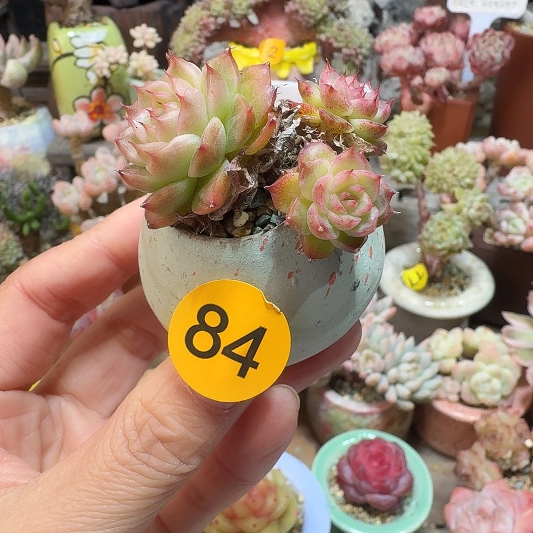 84 多肉含盆土 30元包邮非偏远