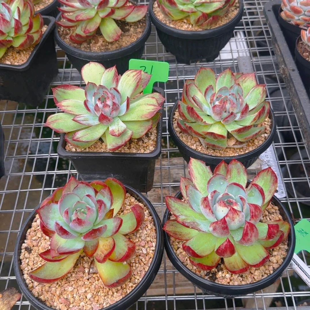 组合套餐编号21号