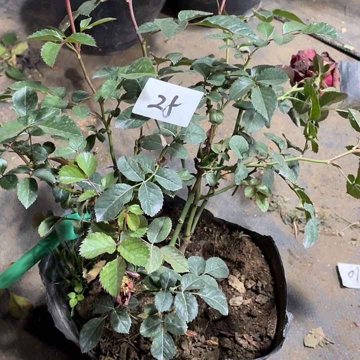 当前无花朵，栽培后可花朵绝色果汁