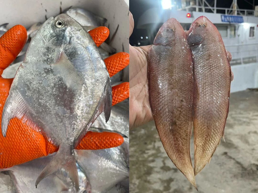 野生自然深海海鱼 白鲳鱼2斤+龙立鱼3斤