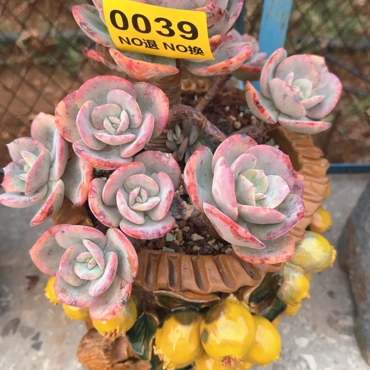 039无砍血凤老桩群生