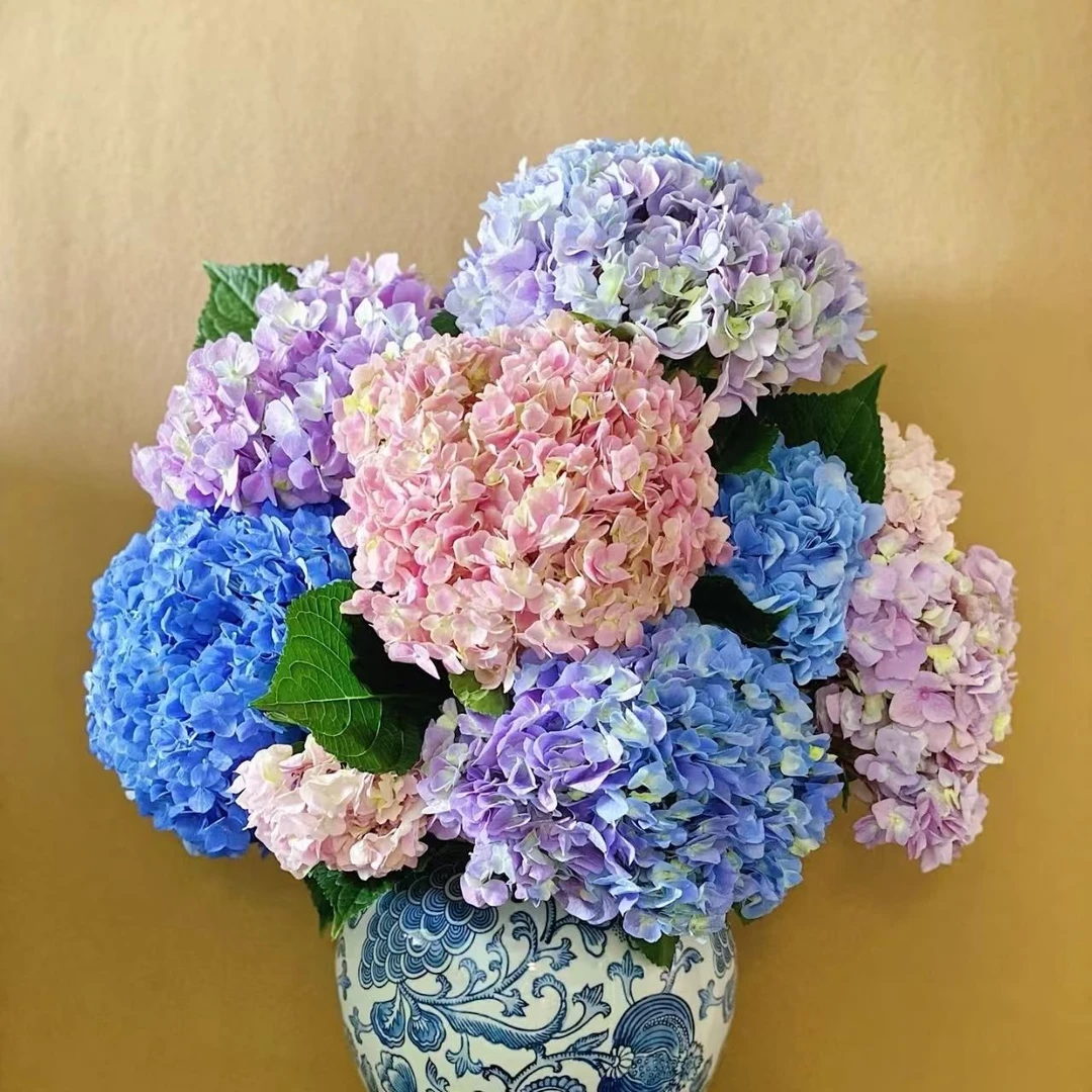 绣球花鲜花真花水培花绣球云南昆明鲜基地直发室内