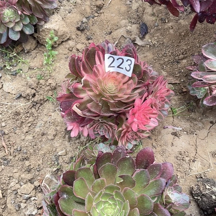 多肉植物法师223黑莫锦